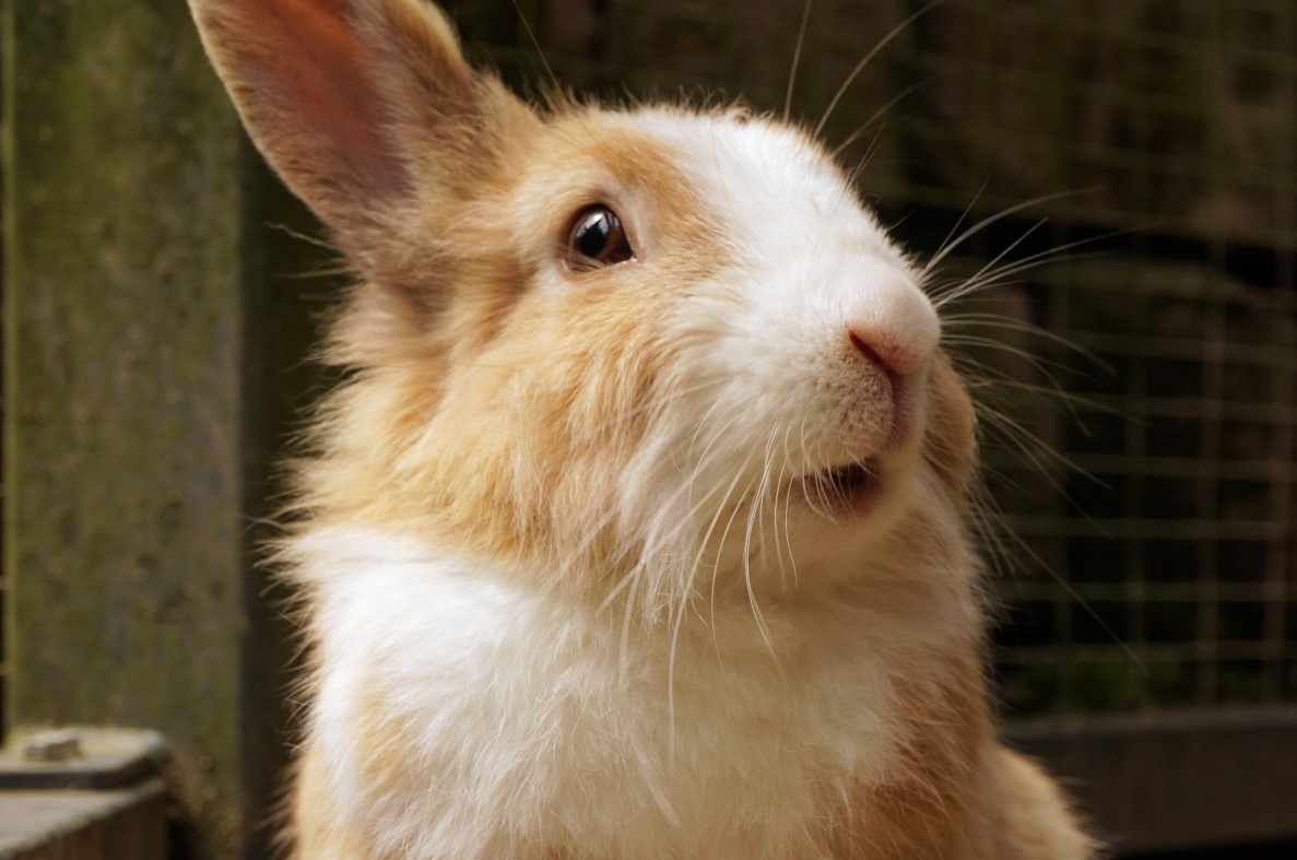 Rabbit Flu: A Cause for Concern? | Pets Colony