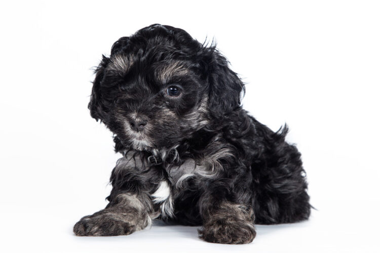 Maltipoo Black And White | Petscolony